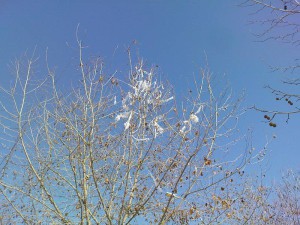 calle Malaga, Nerja, tree pruning