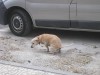 Nerja, dog poo