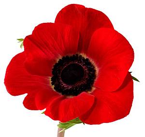 Poppy Day