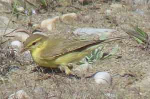 Chiffchaff, Nerja