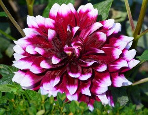 Dahlia Edinburgh