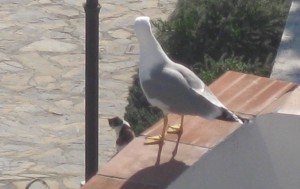 Nerja, seagull and cat
