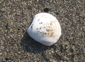 Seashell, Nerja