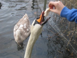 Swan feeding