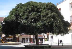 Plaza La Marina, Nerja