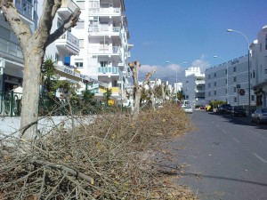 calle Malaga, Nerja, tree pruning