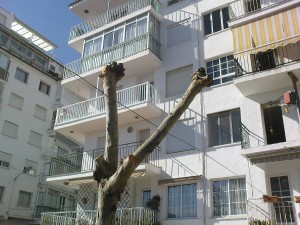 calle Malaga, Nerja, tree pruning