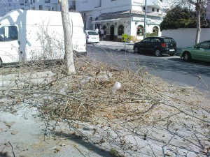 calle Malaga, Nerja, tree pruning